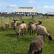 Adopt A Sheep - logo